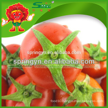 Organic certificated crystal tomato red fresh tomato